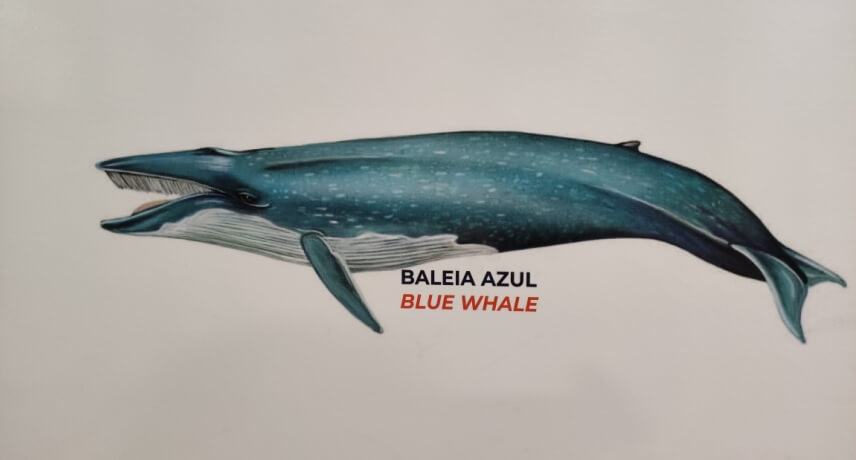 Baleia Azul - Tipos de Baleias na Ilha da Madeira